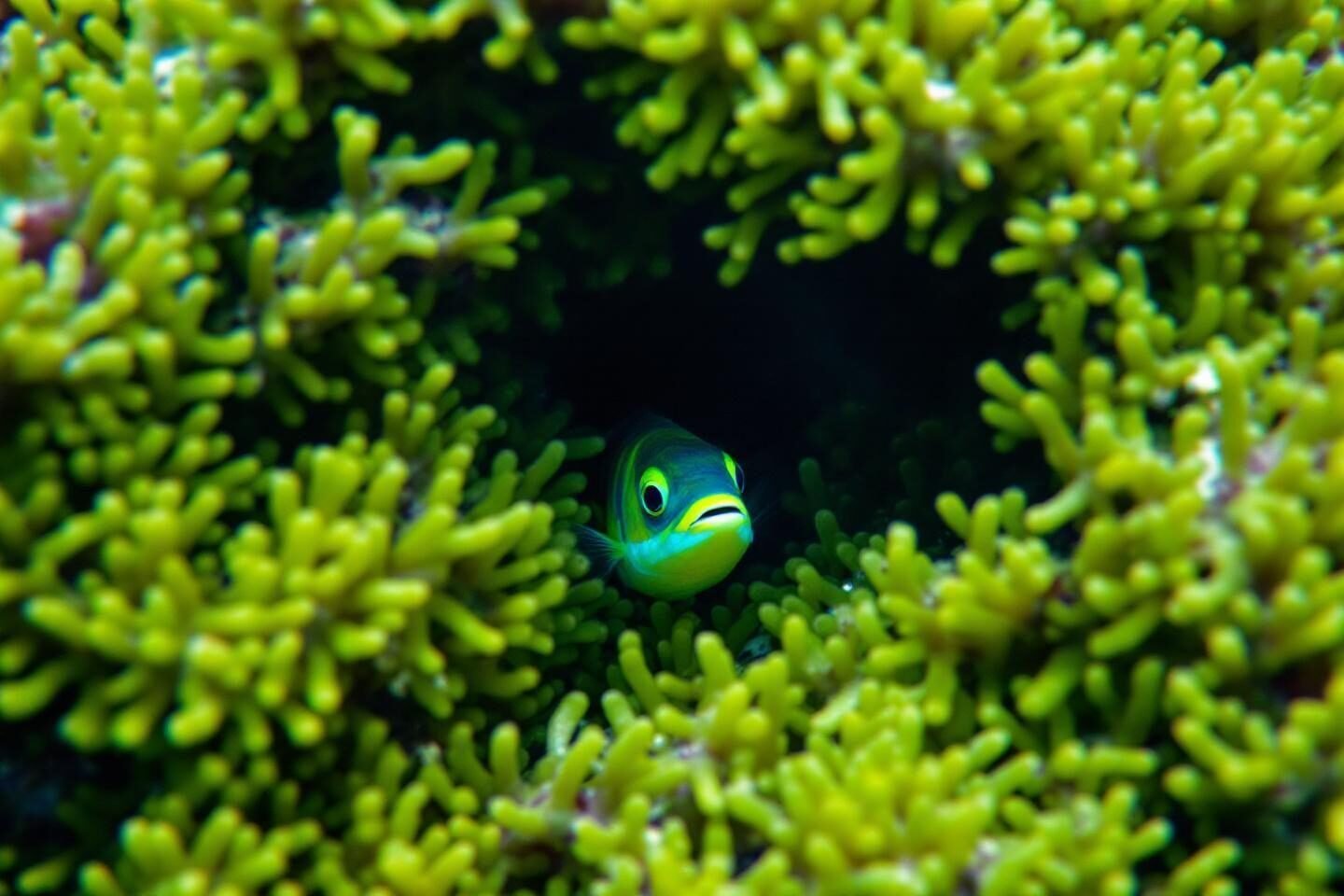 Small blue-green fish peeking out from bright coral branches
