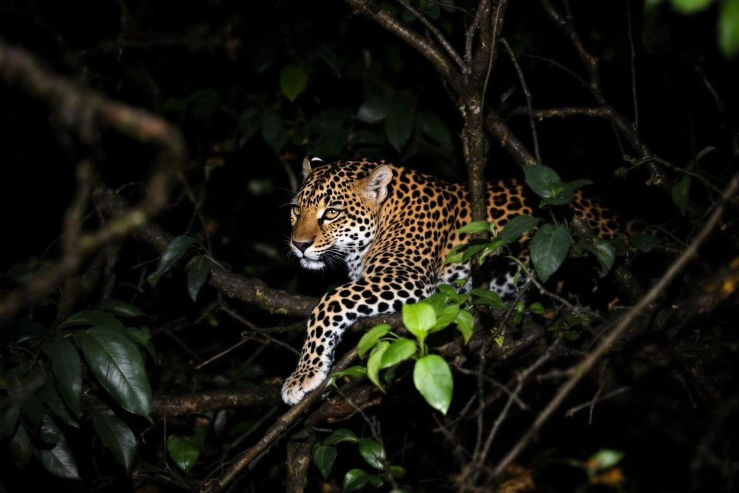 Spotted jaguar perched on tree branch amid dark foliage