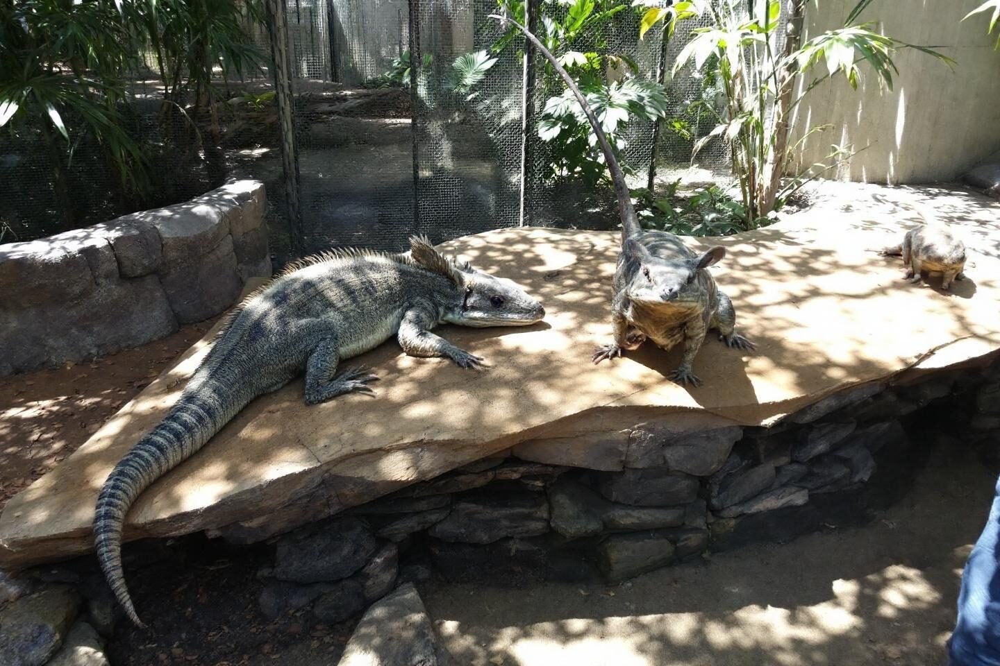 Two reptiles resting on rocky terrain under dappled sunlight